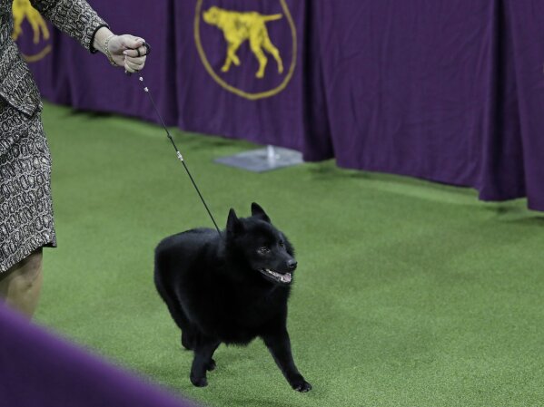 Schipperke ineligible shop